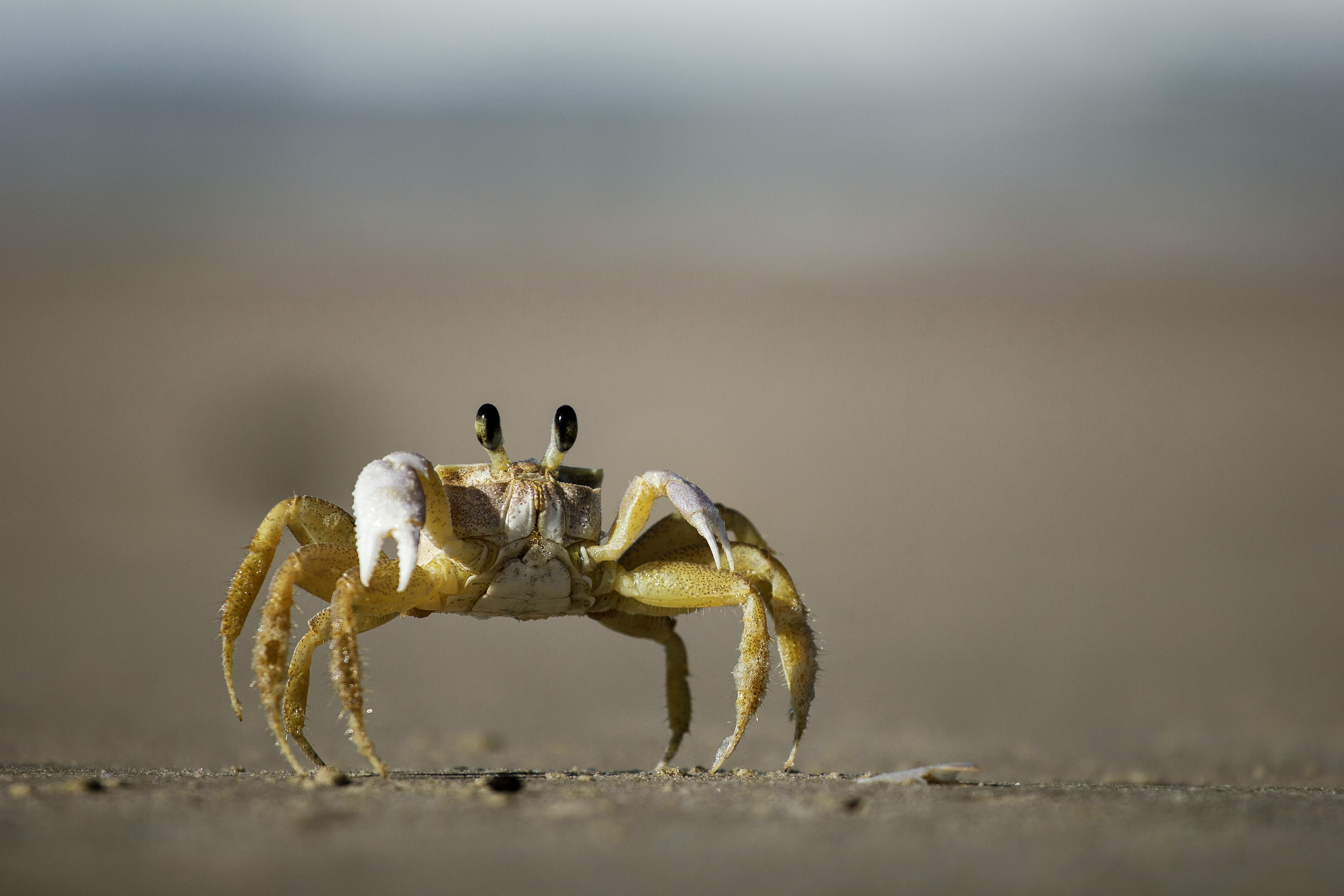 brown and white crab photography